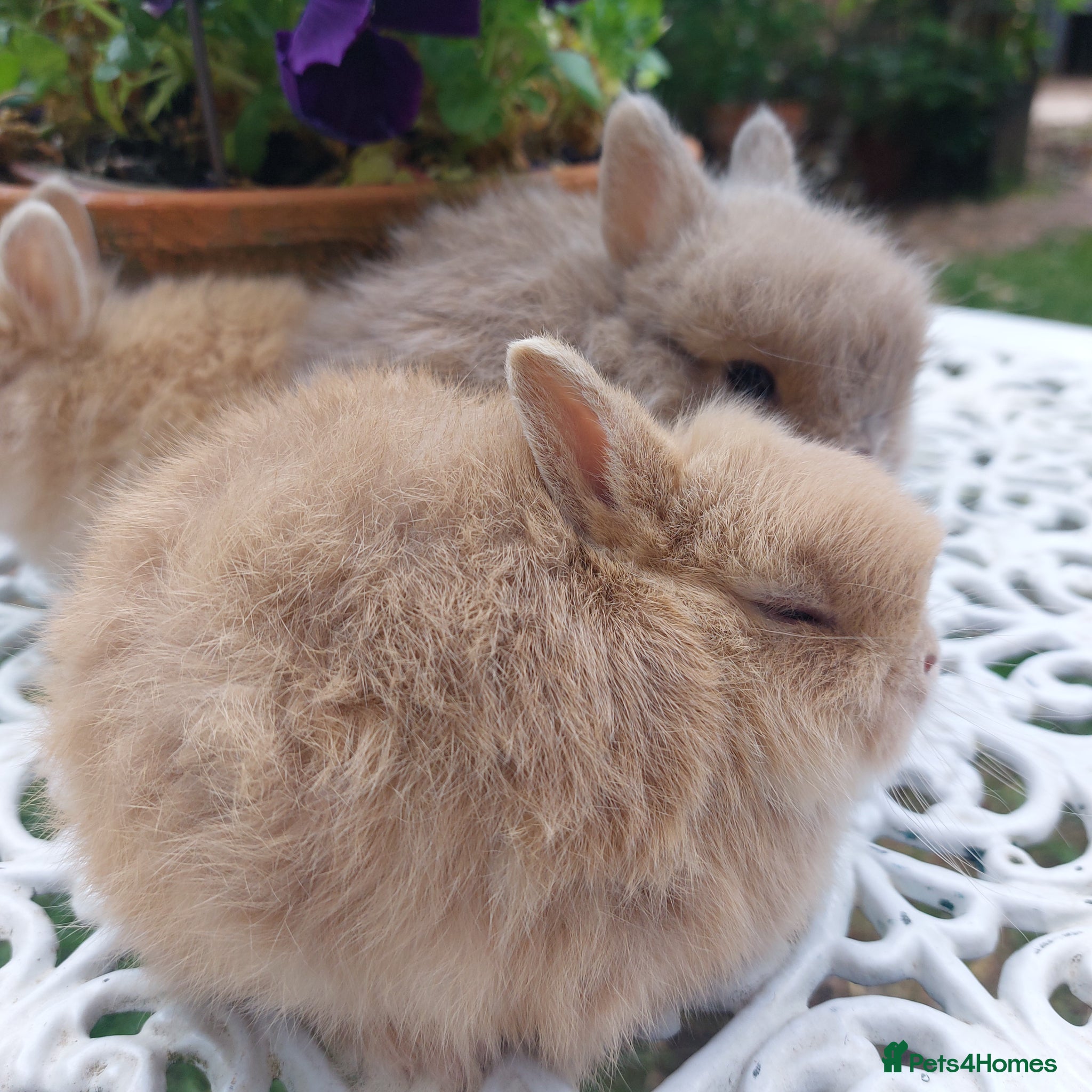 Netherland Dwarf rabbits for sale: NEATHERLAND DWARF BABIES  - Advert 8