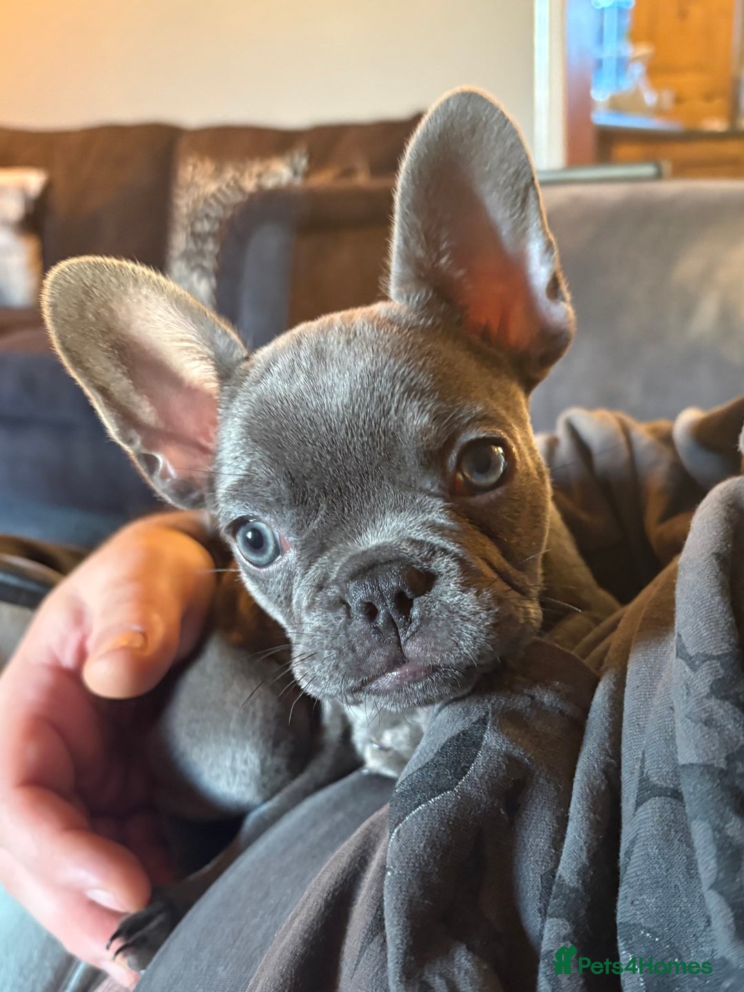 French Bulldog dogs for sale: READY NOW Pedigree New shade Isabella’s and Lilacs - Advert 3