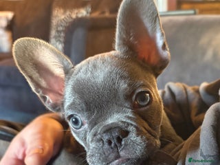 French Bulldog dogs Pedigree New shade Lilac. One beautiful girl left! - Advert 7