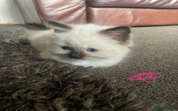 Ragdoll cats for sale: Ragdoll kittens - Image 6