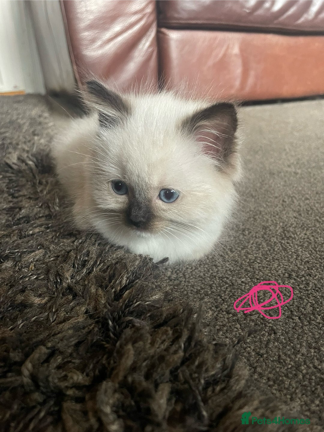 Ragdoll cats for sale: Ragdoll kittens - Image 6