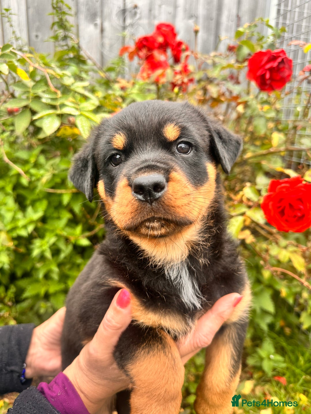 Rottweiler dogs for sale: 2 quality Rottweiler puppies  - Image 9
