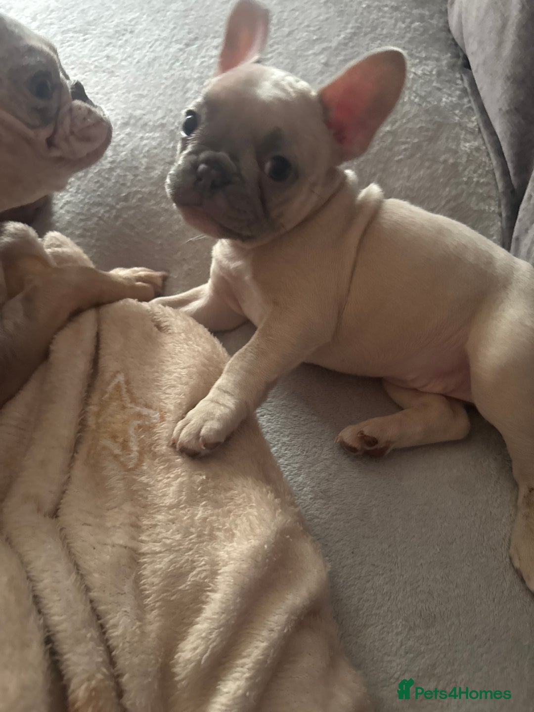French Bulldog dogs for sale: French bulldog puppies  - Advert 6