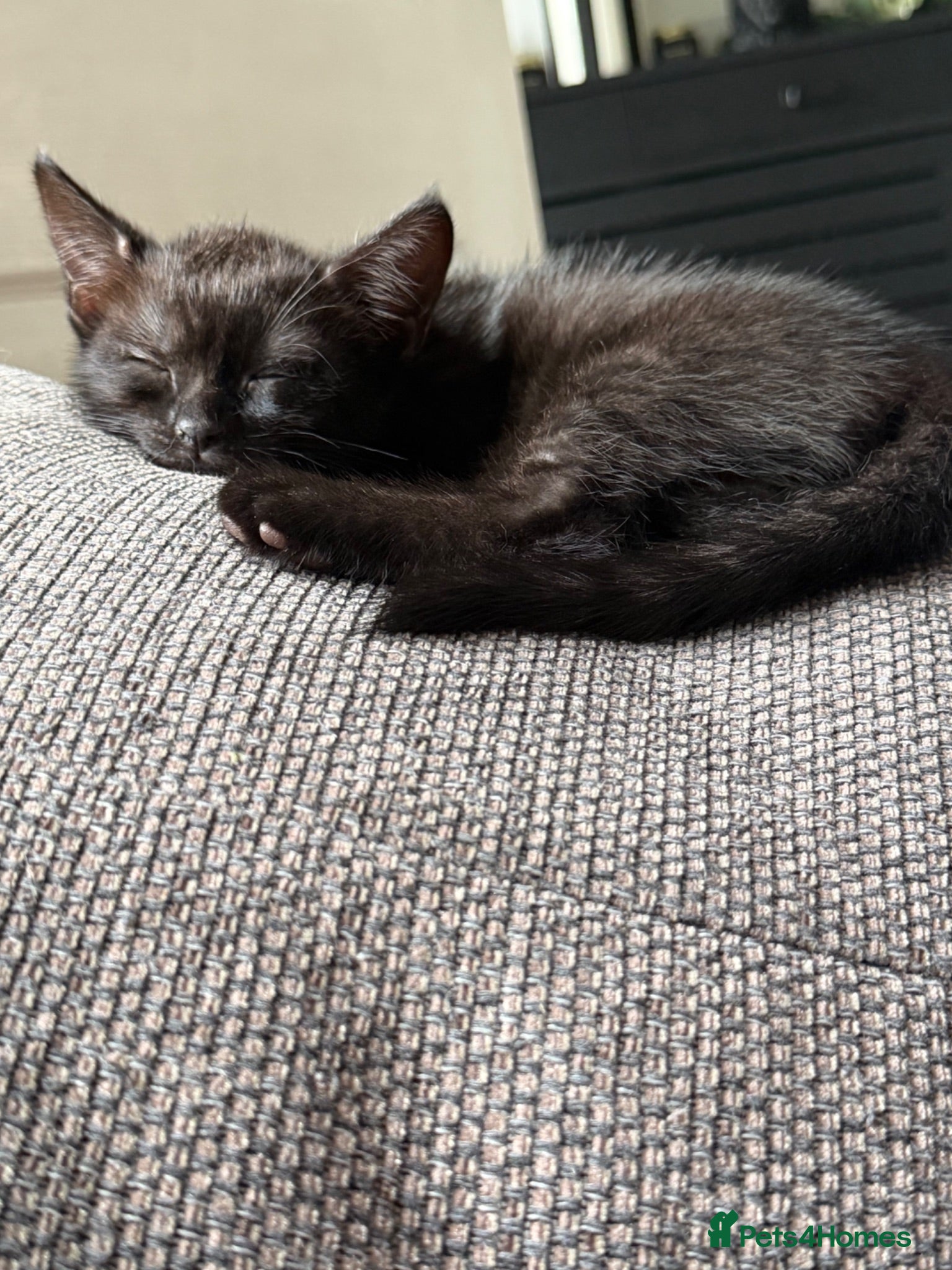 Mixed Breed cats Stunning black kittens  - Advert 13