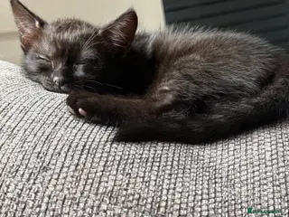 Mixed Breed cats Stunning black kittens - Advert 13