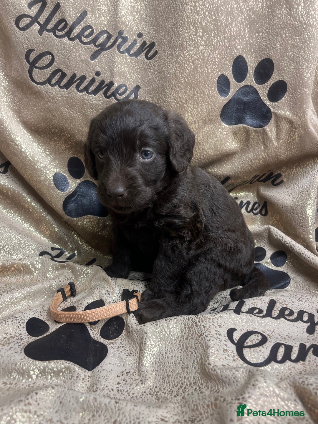 Labradoodle dogs for sale: 5 ⭐️ licensed Home breeder - Advert 7