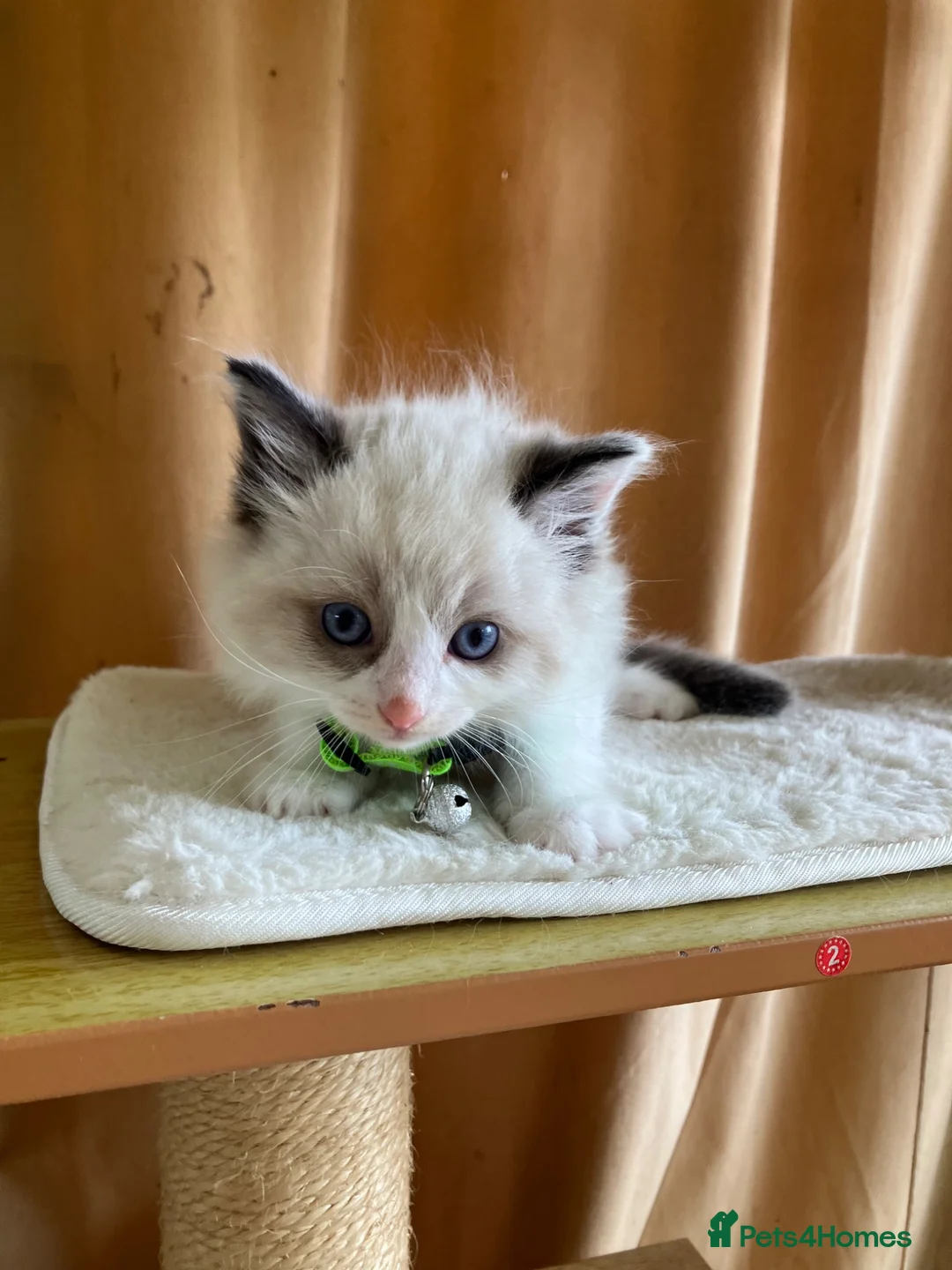 Ragdoll cats for sale: Beautiful full ragdoll kittens  - Advert 27