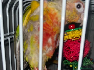 Conures birds Zazu conure bird - Advert 2