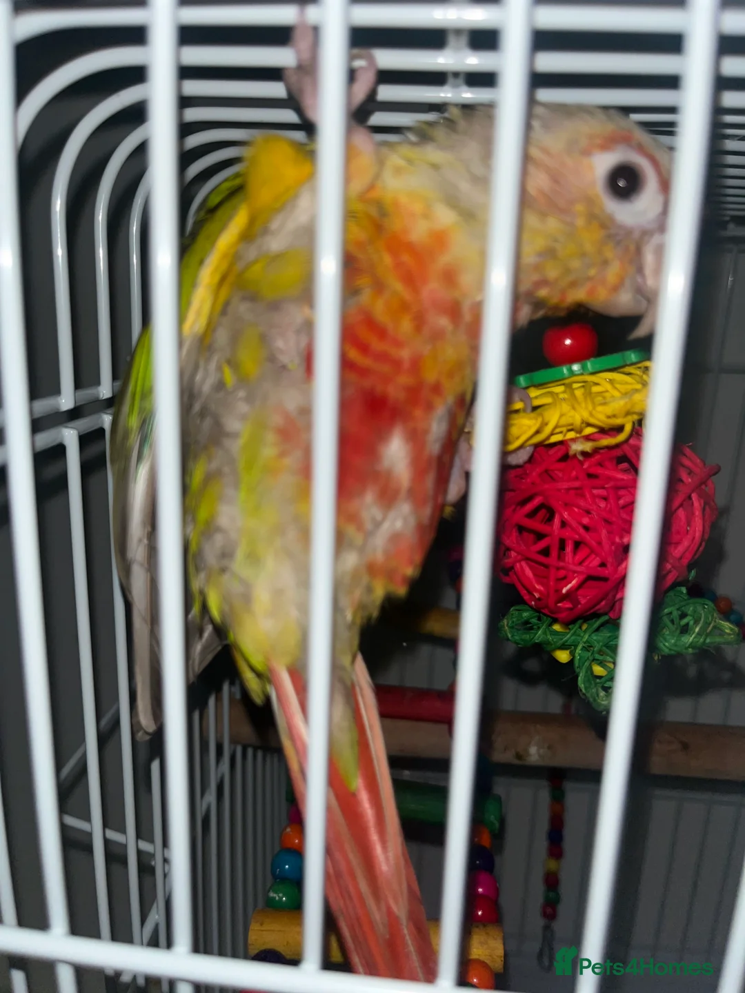 Conures birds for sale: Zazu conure bird - Advert 1