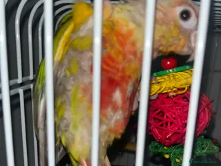 Conures birds Zazu conure bird - Advert 11