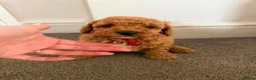 Miniature Poodle dogs for sale: Exquisite KC Registered miniature Poodles  - Advert 17
