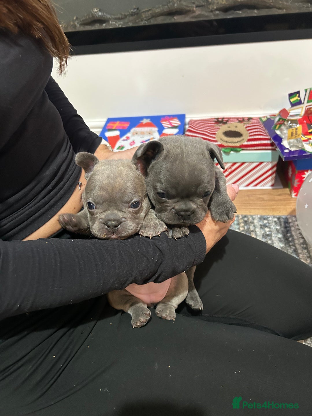 French Bulldog dogs for sale: Top quality French bulldog pups - Advert 8