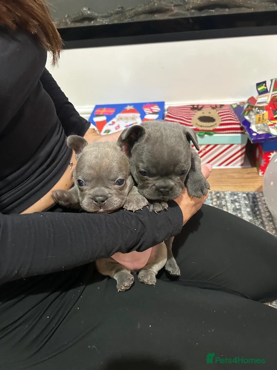 French Bulldog dogs for sale: Kc registered girl ready to go now - Advert 11