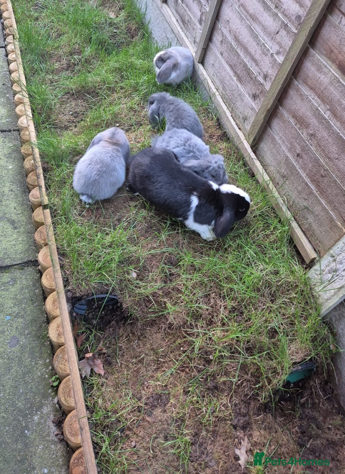 Mini Lop rabbits beautiful baby mini lops - Advert 16
