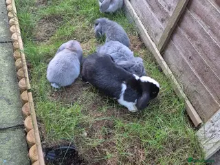 Mini Lop rabbits beautiful baby mini lops - Advert 1