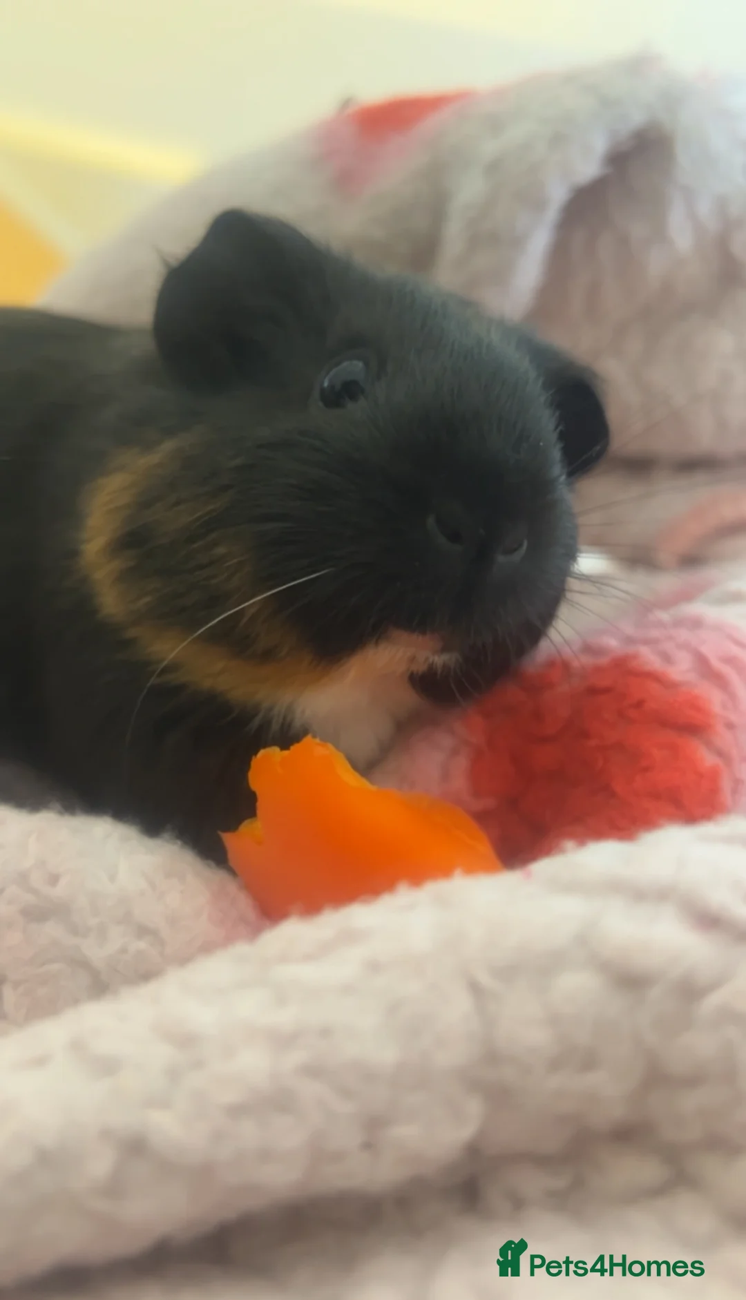 Guinea Pig rodents for sale: 2 female guinea pigs  - Advert 2