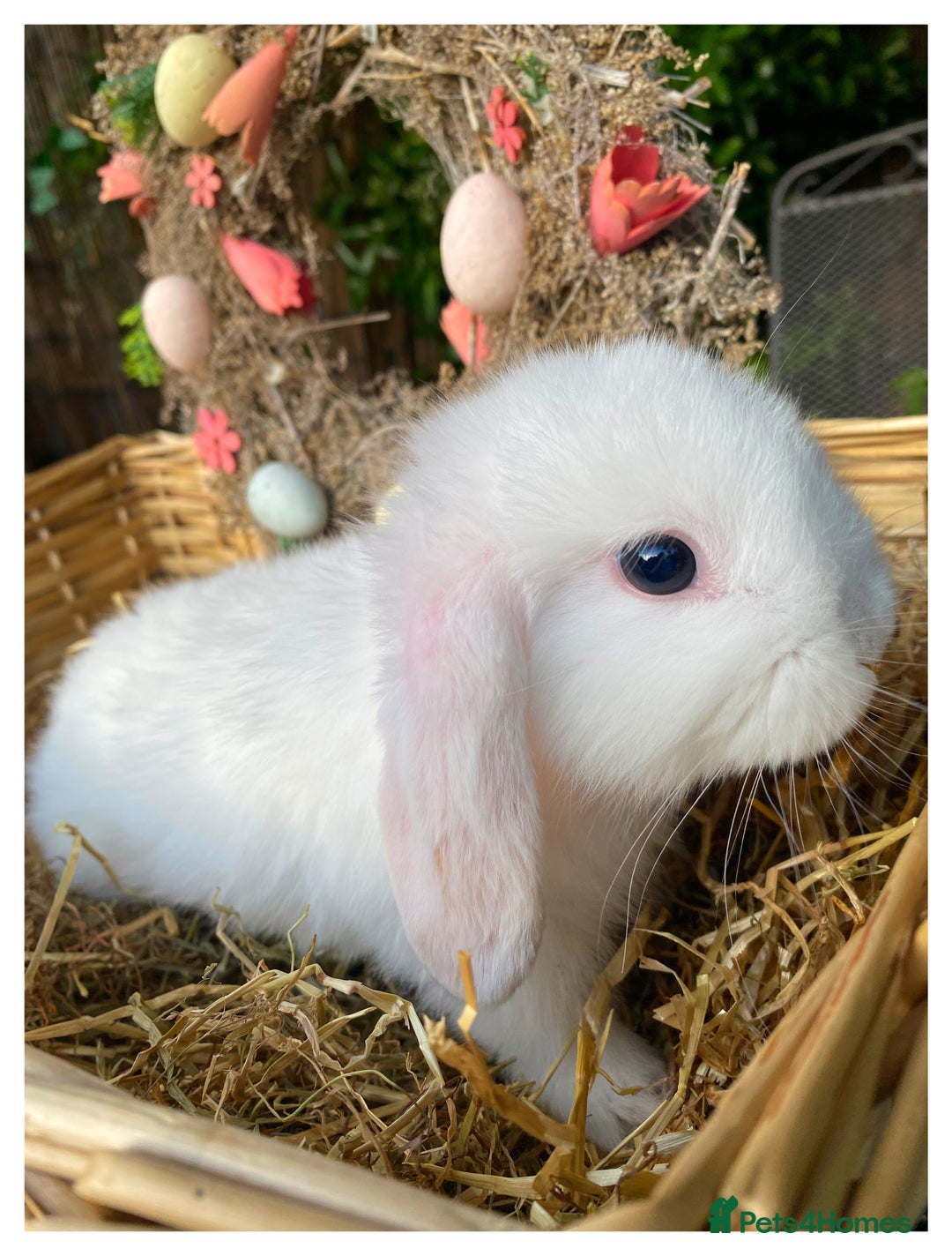 Mini Lop rabbits for sale: Pure bred mini lops - Image 10