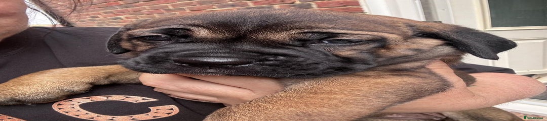 Cane Corso Puppy 2