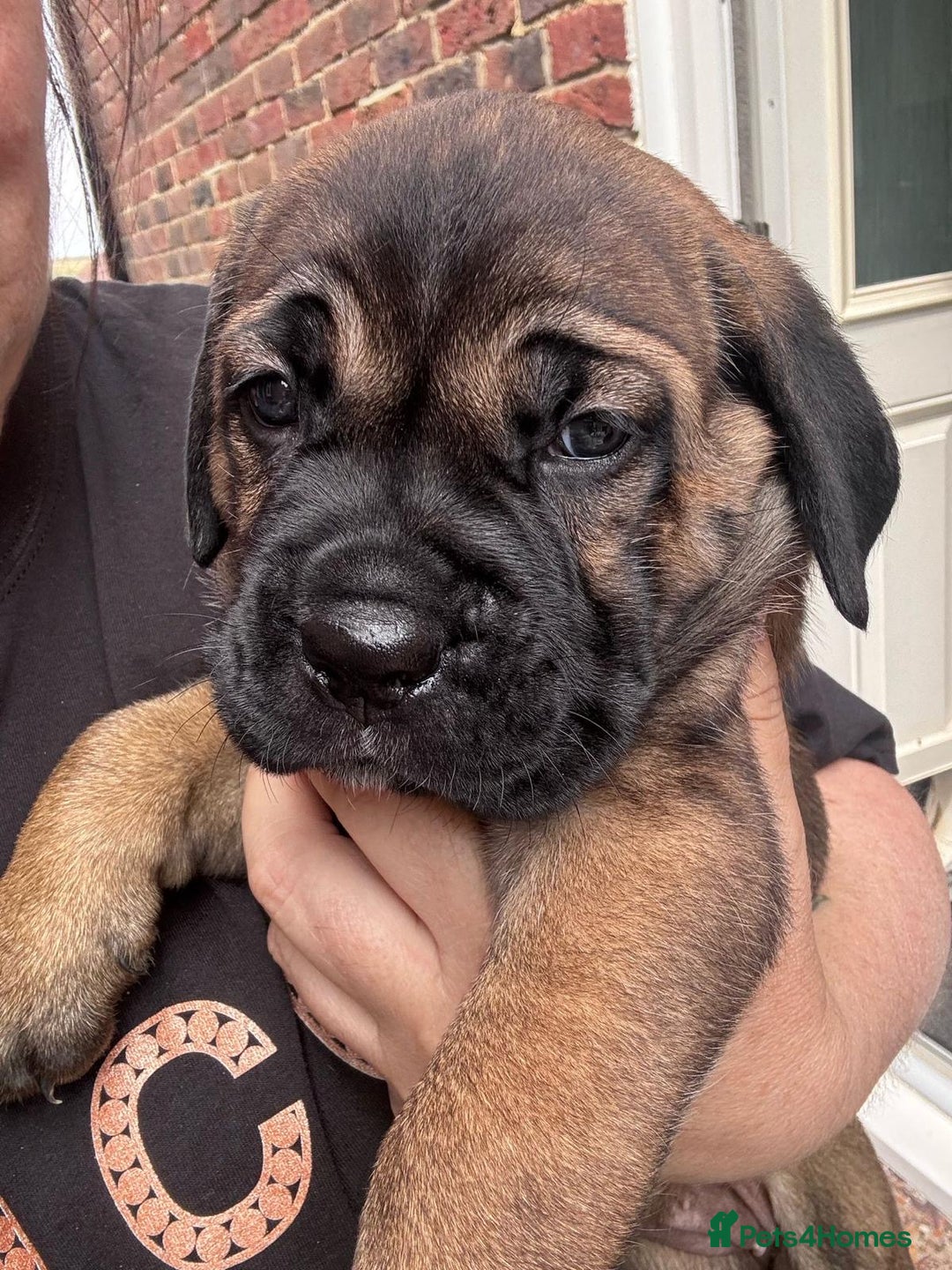 Cane Corso dogs for sale: Cane Corso puppies - Image 3