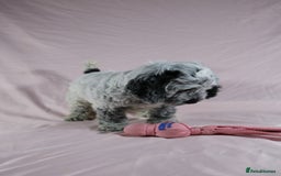 Cockapoo dogs for sale: Ready now beautiful litter F1B cockapoo puppies  in Leicester - Image 12