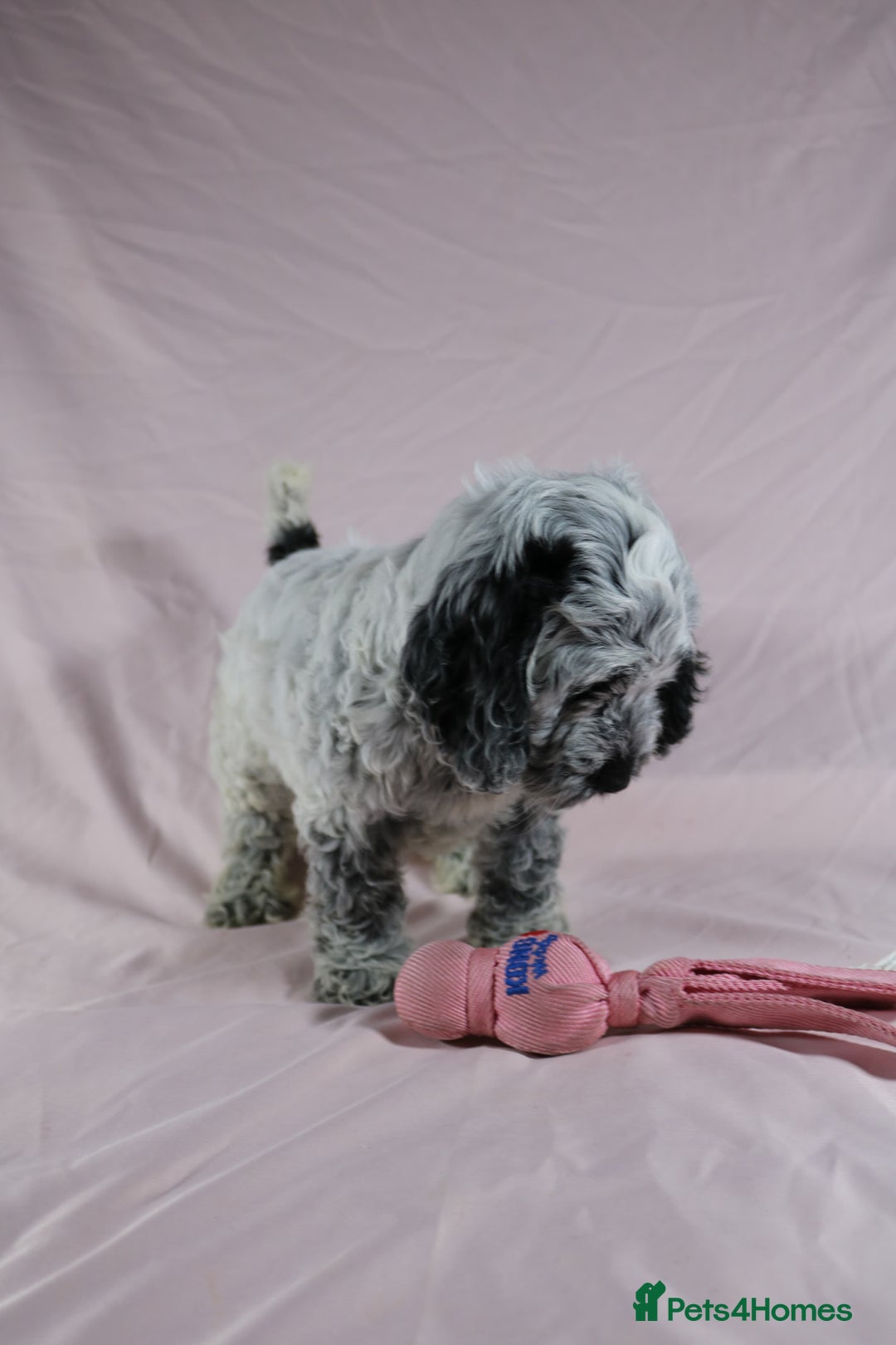 Cockapoo dogs for sale: Ready now beautiful litter F1B cockapoo puppies  in Leicester - Image 12