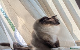 Ragdoll cats for sale: beautiful ragdoll boy for sale - Image 4