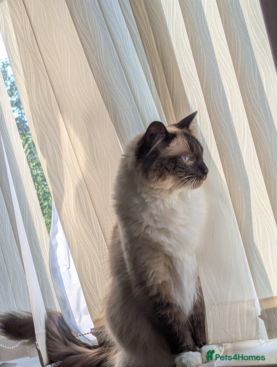Ragdoll cats for sale: beautiful ragdoll boy for sale - Image 4