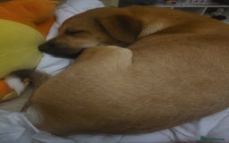Mixed Breed dogs for sale: Ren (rennifer)  - Image 3