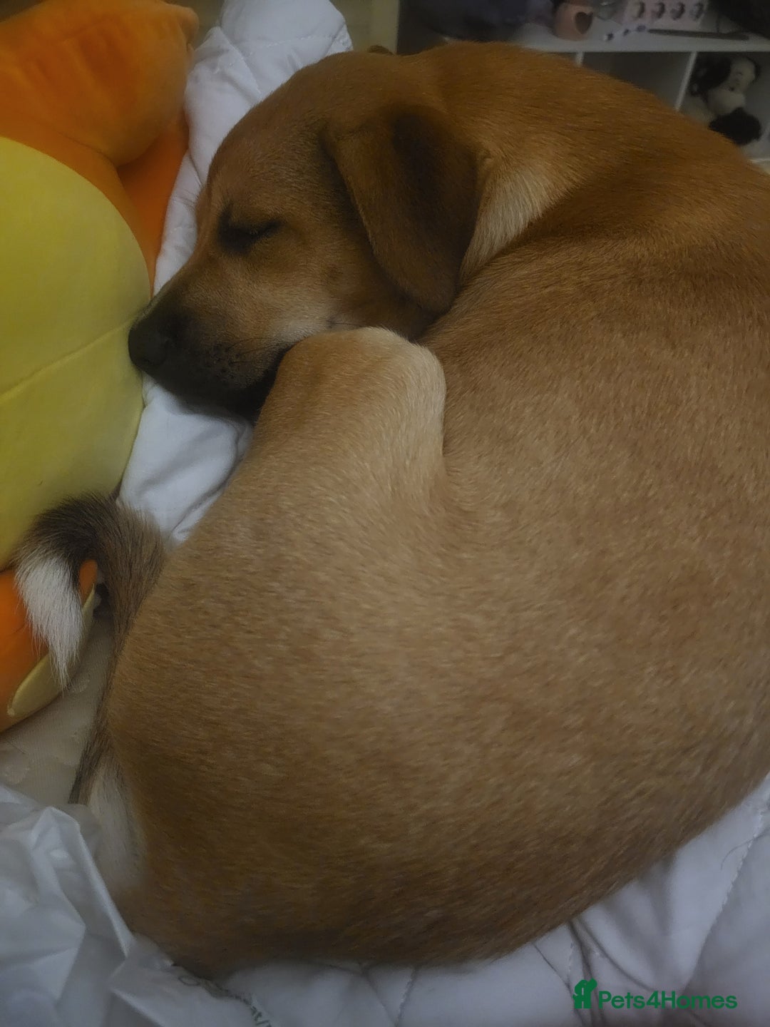 Mixed Breed dogs for sale: Ren (rennifer)  - Image 3