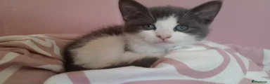 Ragdoll 2