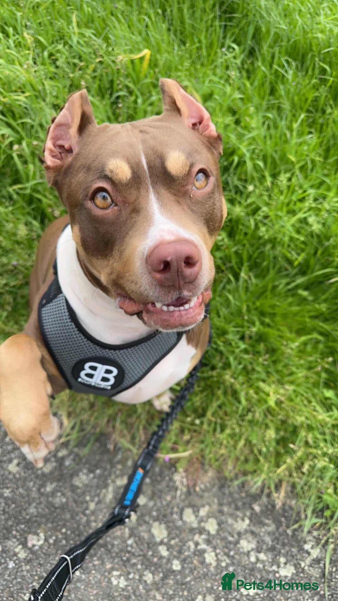 Mixed Breed dogs for sale: Roxyy - Advert 4