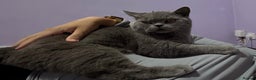 British Shorthair cats for sale: Bruce  - Advert 2