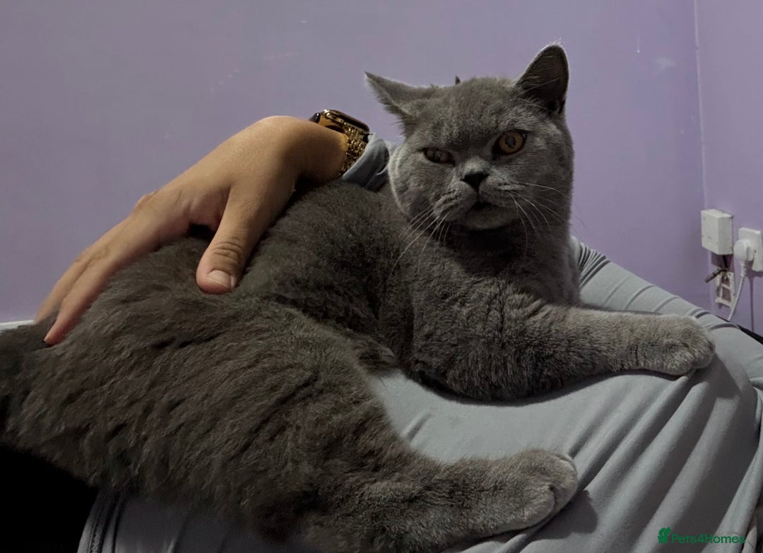 British Shorthair cats for sale: Bruce  - Advert 2