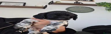 Sprocker 2