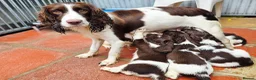 English Springer Spaniel dogs for sale: KC Health Tested, Home Reared 5 ⭐️ Liver Pups - Advert 7