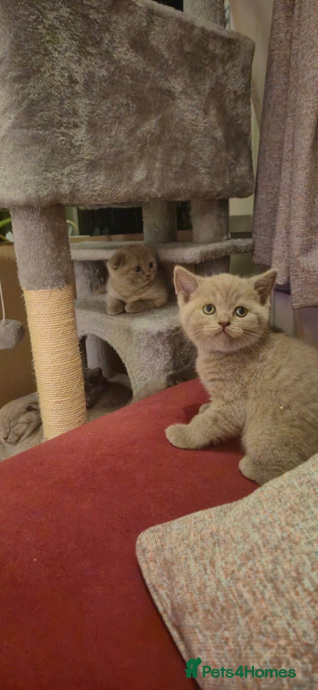 Scottish Fold cats for sale: Last 2 Scottish straight kittens  - Image 27