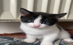 American Shorthair cats for sale: KITTEN FOR SALE IN ENFIELD!!! - Image 3