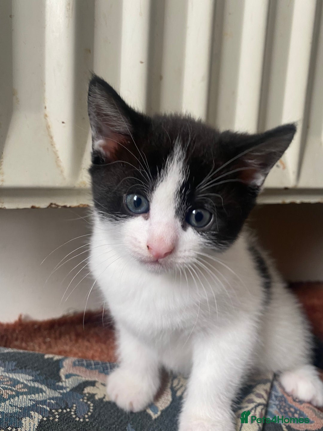 American Shorthair cats for sale: KITTEN FOR SALE IN ENFIELD!!! - Image 3