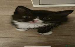 Mixed Breed cats for sale: Beautiful, friendly, playful kittens x - Image 4