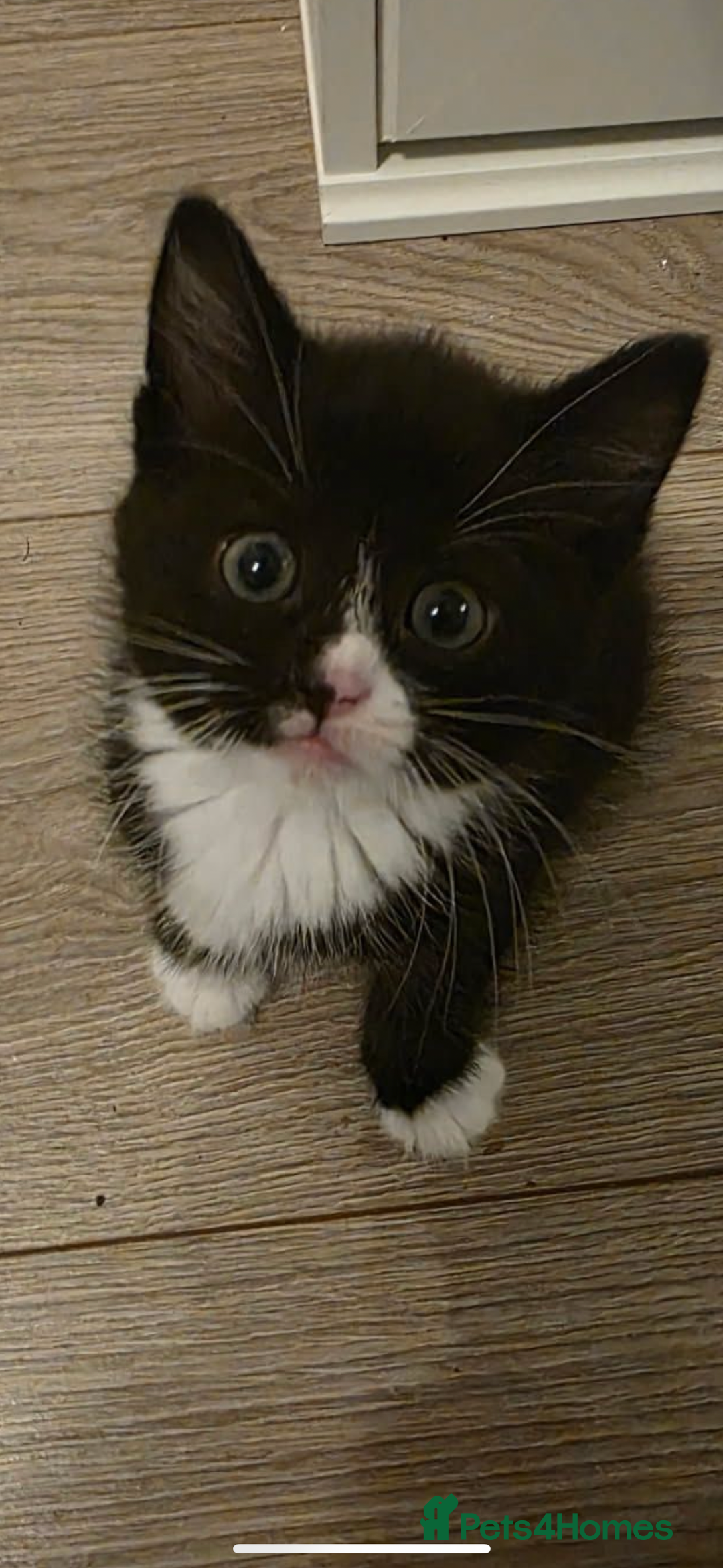 Mixed Breed cats for sale: Beautiful, friendly, playful kittens x - Image 4