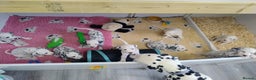 Dalmatian dogs for sale: Show Line LUA KC Dalmatian Puppies - Licensed - Advert 11