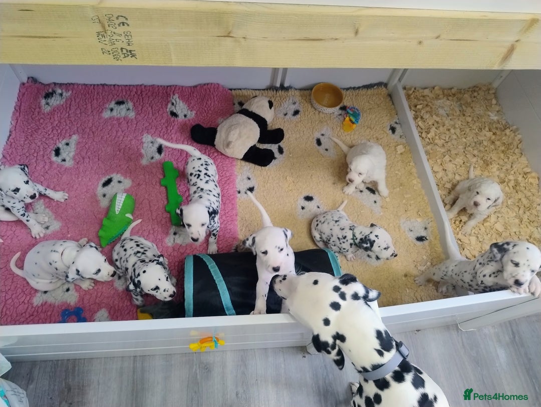 Dalmatian dogs for sale: Show Line LUA KC Dalmatian Puppies - Licensed - Advert 11