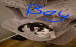Mixed Breed cats for sale: Ragdoll x £300 Tabby and ginger £150 black & white - Image 6