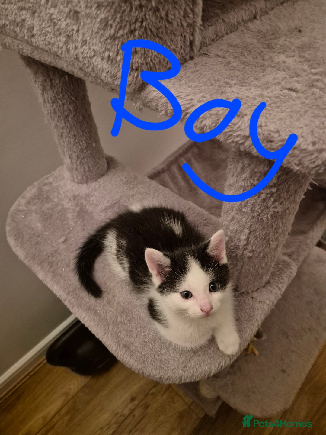 Mixed Breed cats for sale: Ragdoll x £300 Tabby and ginger £150 black & white - Image 6