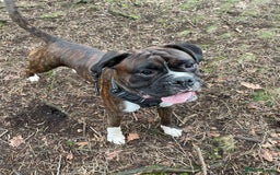 Boxer dogs for stud: Beautiful Dark Brindle Boxer|KC reg| Heart scored - Image 7