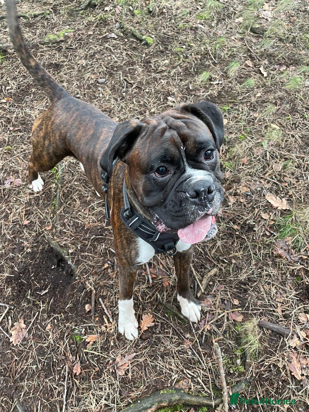 Boxer dogs for stud: Beautiful Dark Brindle Boxer|KC reg| Heart scored - Image 7