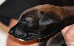 Belgian Shepherd Dog dogs for sale: Exceptional Herders from World-Class Lines - Image 22