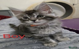 Maine Coon cats for sale: 1 Maine Coon kitten boy. - Image 2