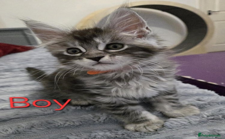 Maine Coon cats - Advert 8