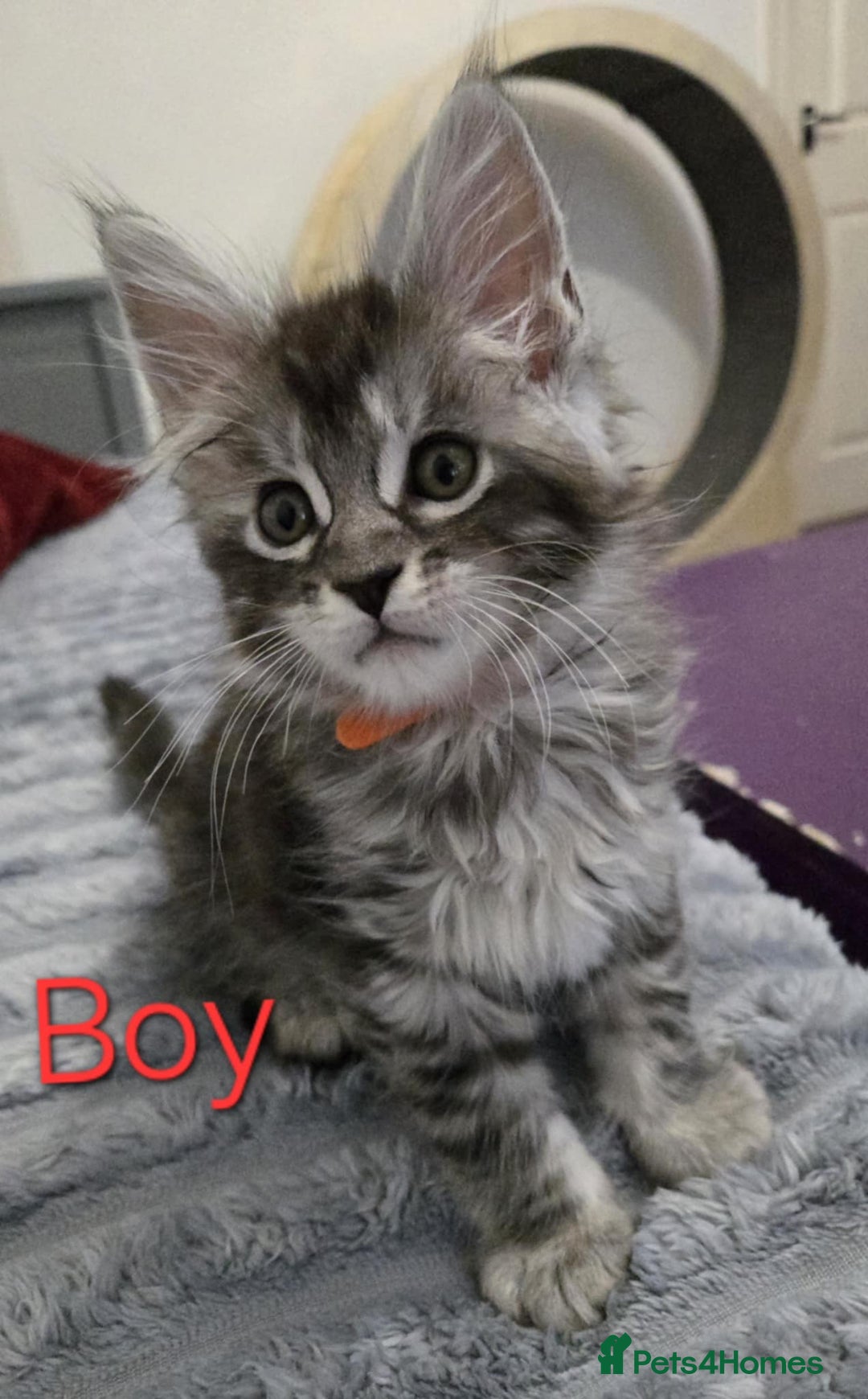 Maine Coon cats for sale: 1 Maine Coon kitten boy. - Image 2